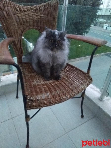 Chinchilla, Kedi  Mia fotoğrafı