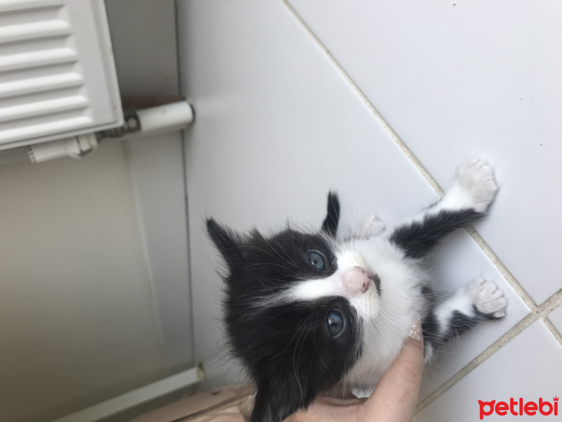 Tekir Kedi, Kedi  Minik fotoğrafı