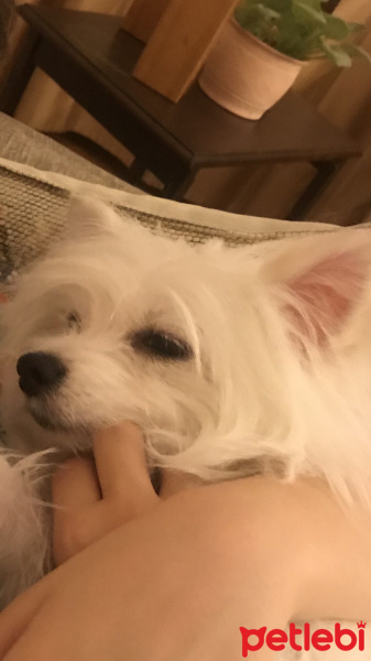 Maltese, Köpek  Badi fotoğrafı