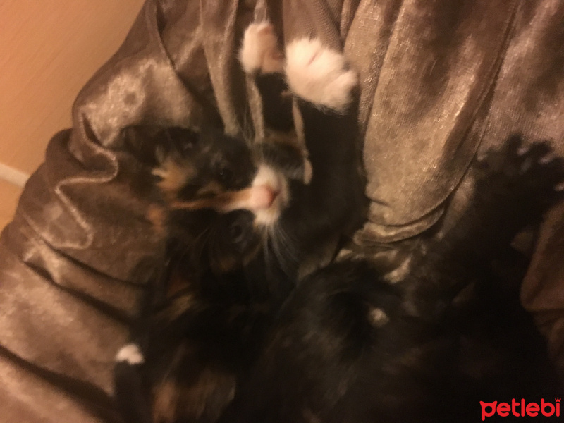 American Wirehair, Kedi  Pati fotoğrafı