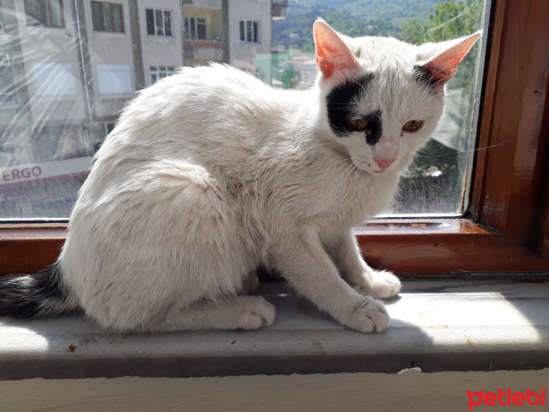 Tekir Kedi, Kedi  patrick fotoğrafı