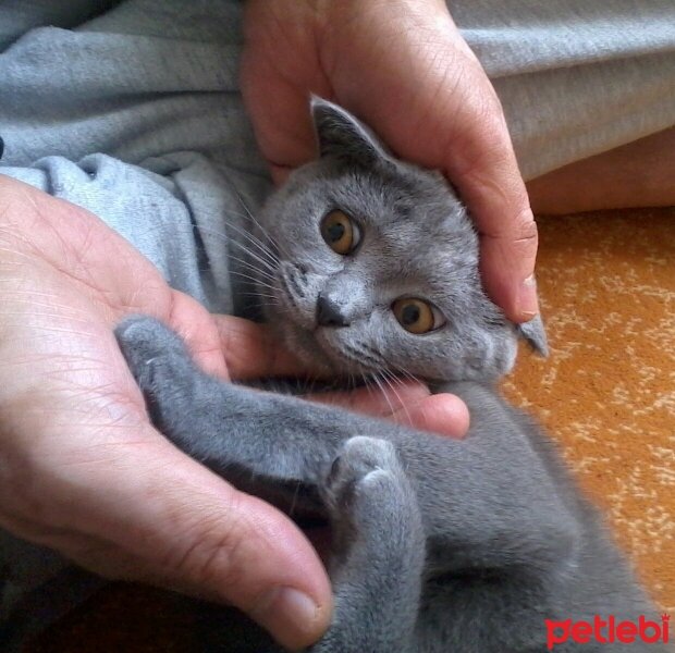 Scottish Fold, Kedi  mia fotoğrafı