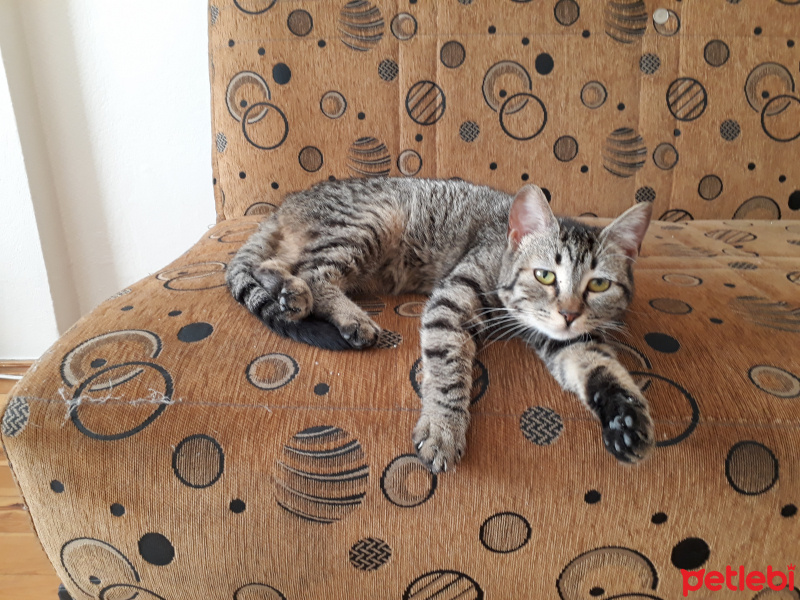 Tekir Kedi, Kedi  biber fotoğrafı