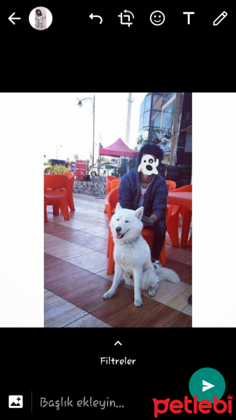 Sibirya Kurdu (Husky), Köpek  Kutup fotoğrafı