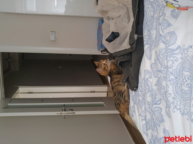 Tekir Kedi, Kedi  Hera fotoğrafı