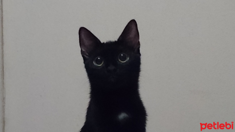 Siyam Kedisi, Kedi  cleo fotoğrafı