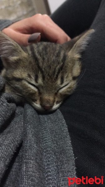 Tekir Kedi, Kedi  Elros fotoğrafı