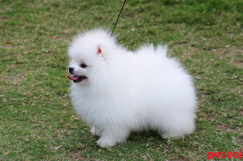 Pomeranyalı, Köpek  Luckyy fotoğrafı