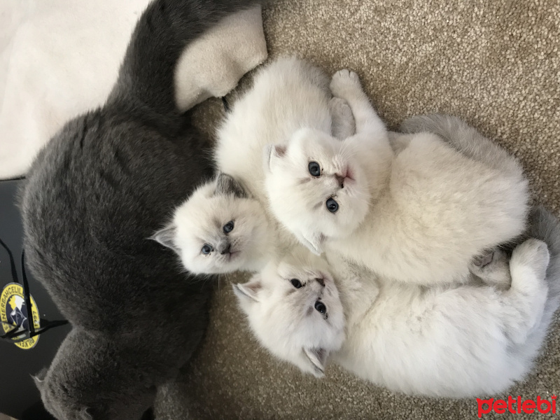 Scottish Fold, Kedi  A fotoğrafı
