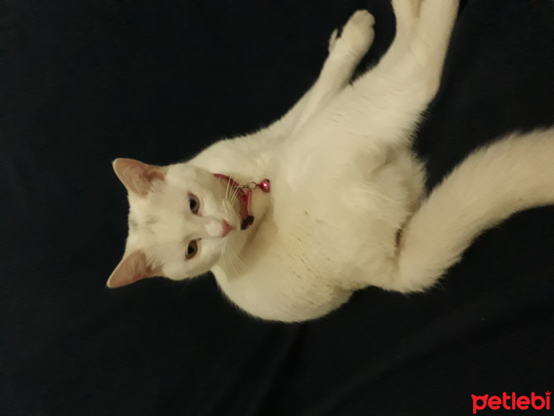 Van Kedisi, Kedi  Pamuk fotoğrafı