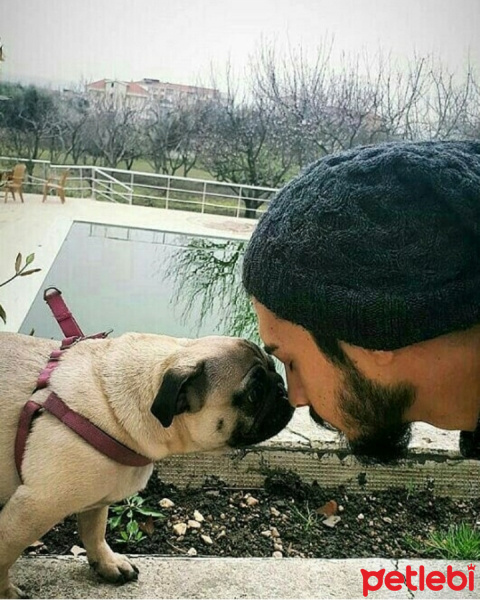 Pug, Köpek  Alice fotoğrafı
