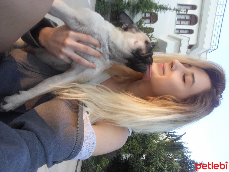 Pug, Köpek  Alice fotoğrafı
