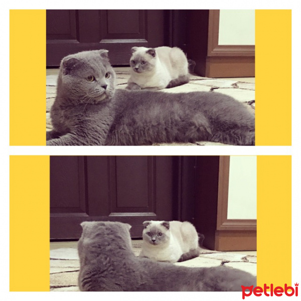 Scottish Fold, Kedi  Neli fotoğrafı