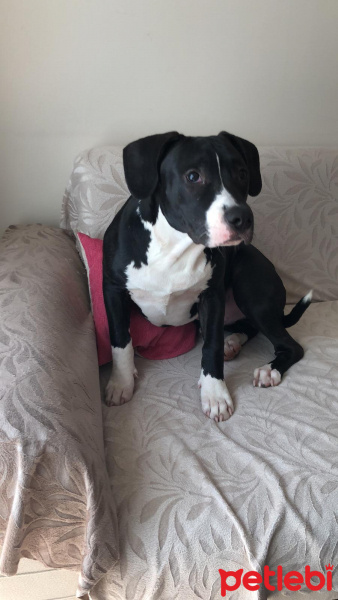 Amerikan Staffordshire Terrier, Köpek  Rodi fotoğrafı