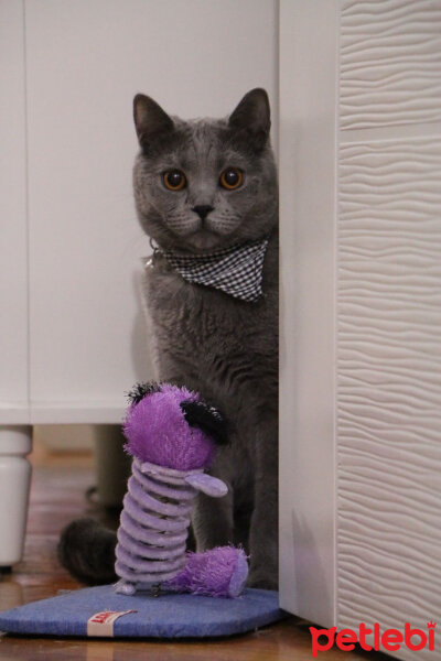 British Shorthair, Kedi  Smoke fotoğrafı