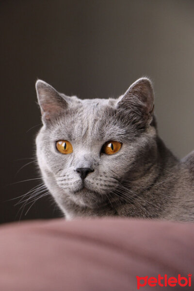 British Shorthair, Kedi  Smoke fotoğrafı