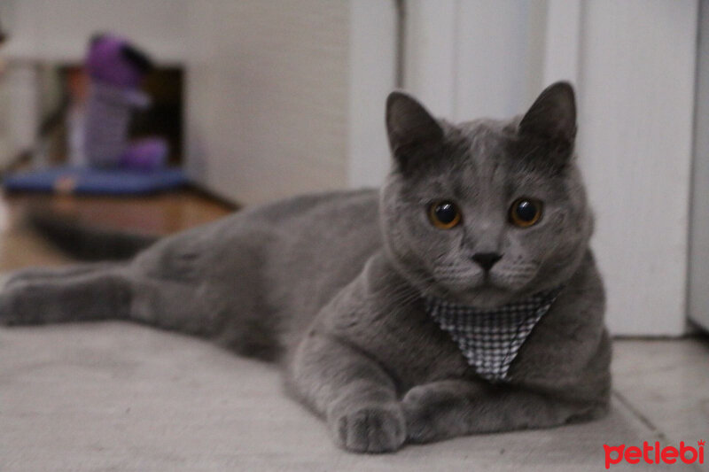 British Shorthair, Kedi  Smoke fotoğrafı