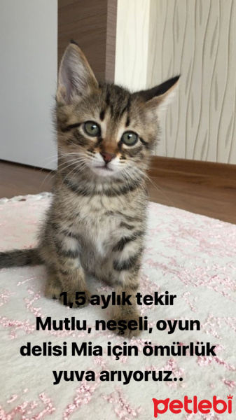 Tekir Kedi, Kedi  Mia fotoğrafı