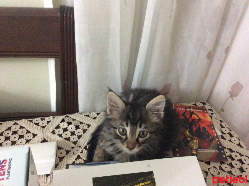 Tekir Kedi, Kedi  Felix fotoğrafı