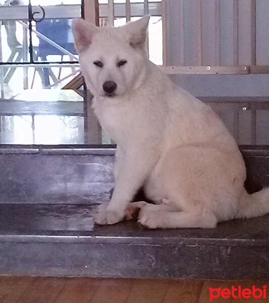 Akita İnu, Köpek  Toru fotoğrafı