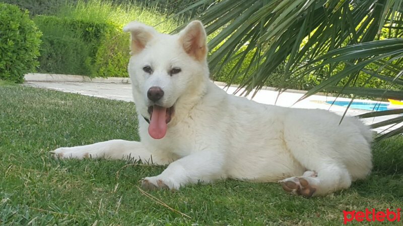 Akita İnu, Köpek  Toru fotoğrafı