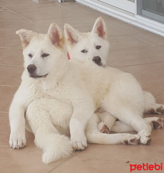 Akita İnu, Köpek  Toru fotoğrafı