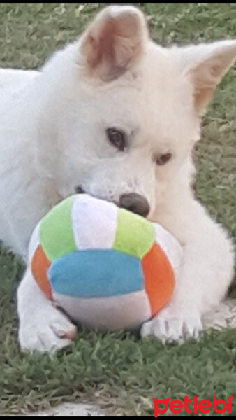 Akita İnu, Köpek  Toru fotoğrafı