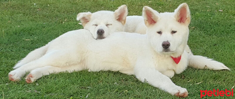 Akita İnu, Köpek  Toru fotoğrafı