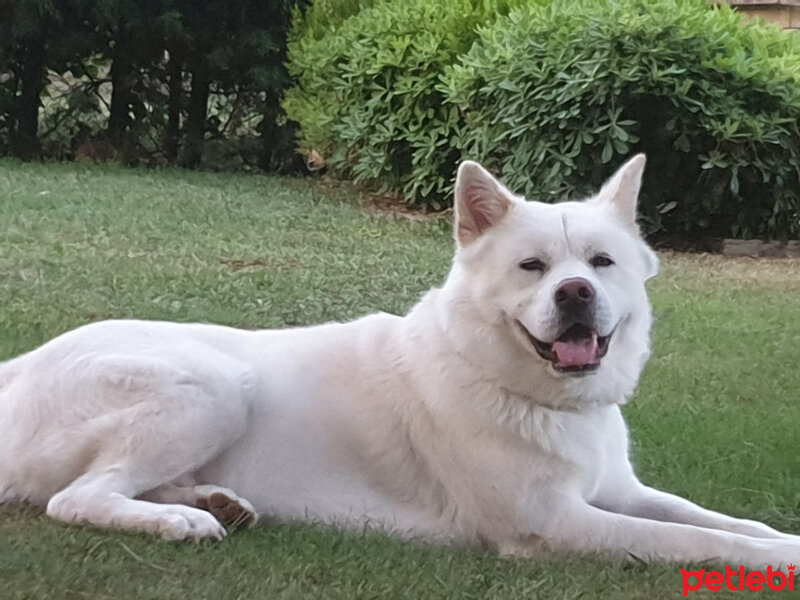 Akita İnu, Köpek  Toru fotoğrafı