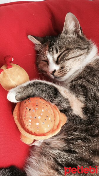 Tekir Kedi, Kedi  Cookie fotoğrafı