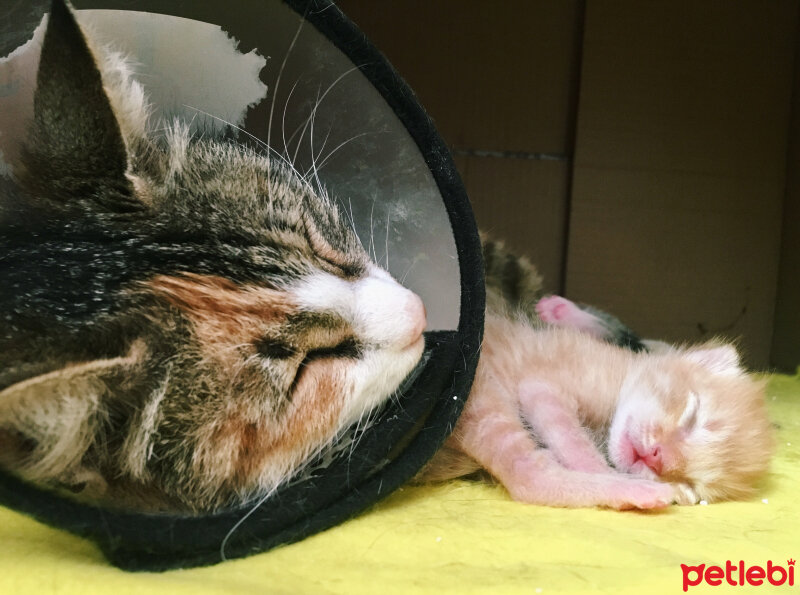 Tekir Kedi, Kedi  Cookie fotoğrafı