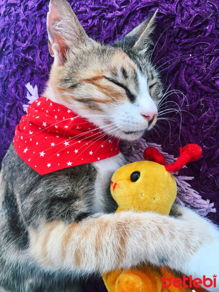 Tekir Kedi, Kedi  Cookie fotoğrafı