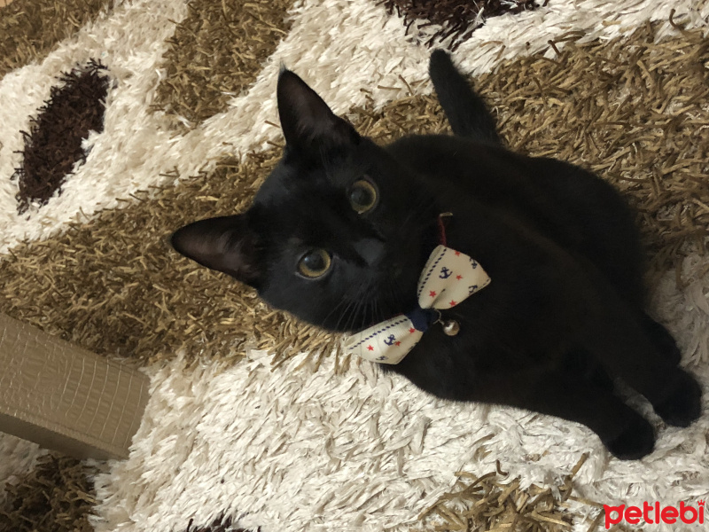 Tekir Kedi, Kedi  Kömür fotoğrafı