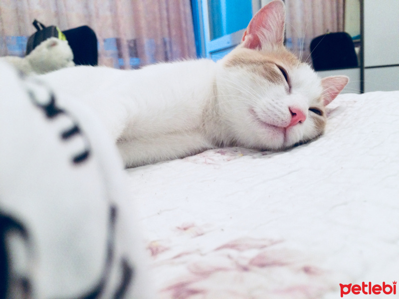 Tekir Kedi, Kedi  Tarçın fotoğrafı