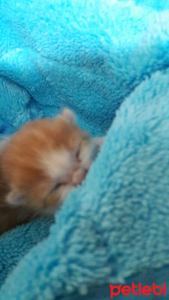 Tekir Kedi, Kedi  balim fotoğrafı