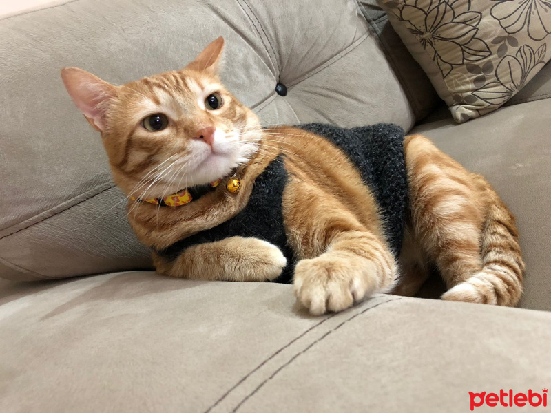 Sarman, Kedi  Tesla fotoğrafı