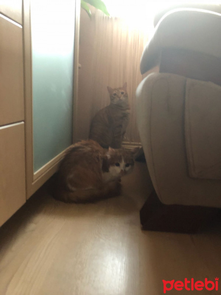 Sarman, Kedi  Tesla fotoğrafı