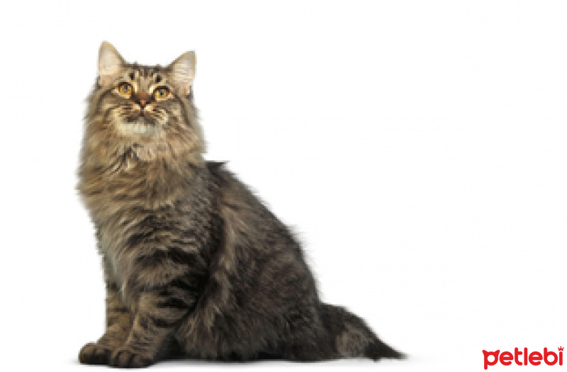 American Bobtail, Kedi  fistan fotoğrafı