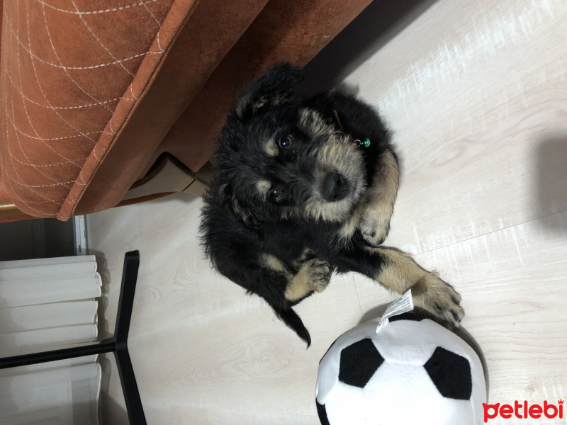 Cairn Terrier, Köpek  Whisky fotoğrafı