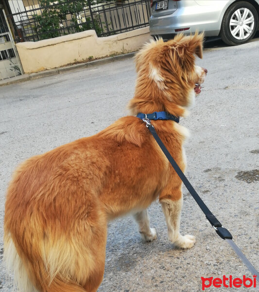 Russian Spaniel, Köpek  Yaris fotoğrafı