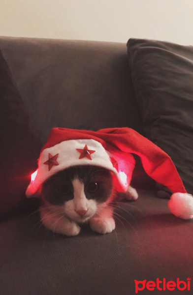 Tekir Kedi, Kedi  Saskin fotoğrafı