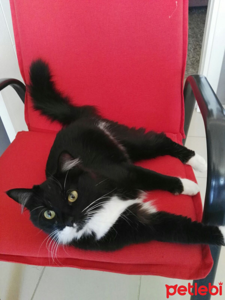 Tuxedo (Smokin) Kedi, Kedi  Afitap fotoğrafı