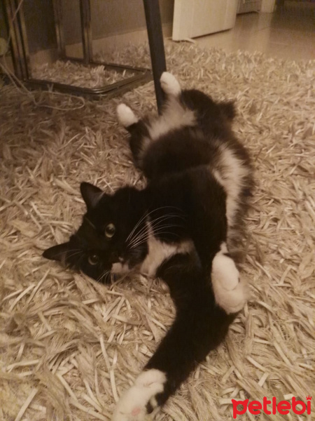 Tuxedo (Smokin) Kedi, Kedi  Afitap fotoğrafı
