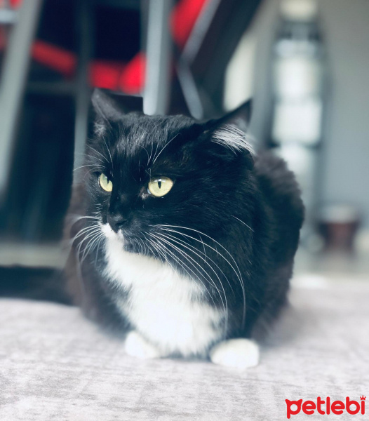 Tuxedo (Smokin) Kedi, Kedi  Afitap fotoğrafı