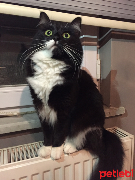 Tuxedo (Smokin) Kedi, Kedi  Afitap fotoğrafı
