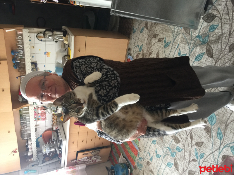 Tekir Kedi, Kedi  Garip fotoğrafı
