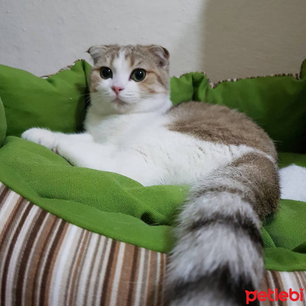 Scottish Fold, Kedi  Gümüş fotoğrafı