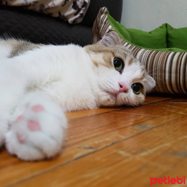 Scottish Fold, Kedi  Gümüş fotoğrafı
