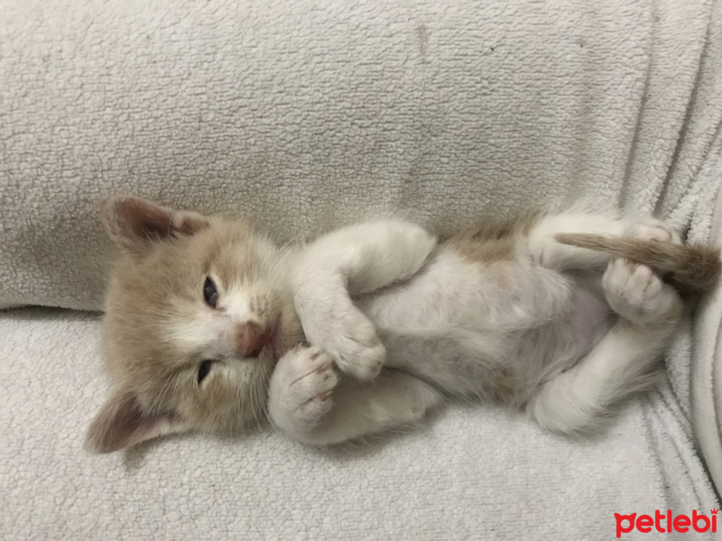 Tekir Kedi, Kedi  Yeni doğan kediler fotoğrafı