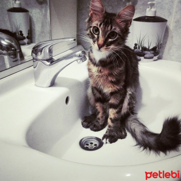 Tekir Kedi, Kedi  şans fotoğrafı